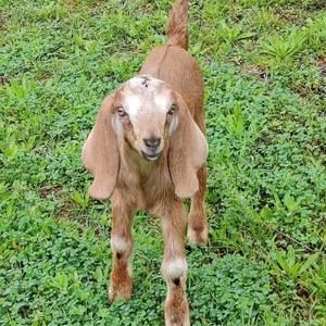 Meet your Posher, Sandy